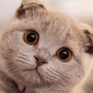 Bilal_Timaev